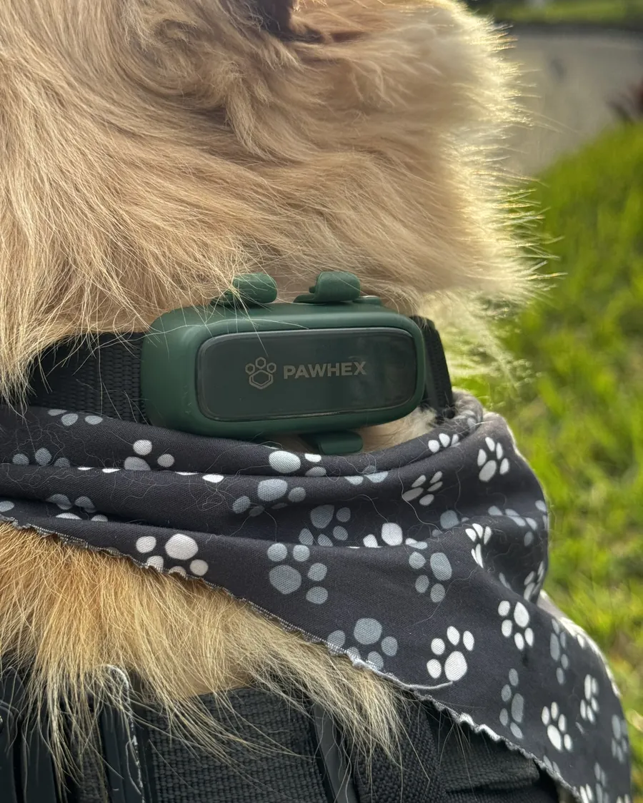 Primer plano del rastreador PAWHEX verde en el collar de un perro