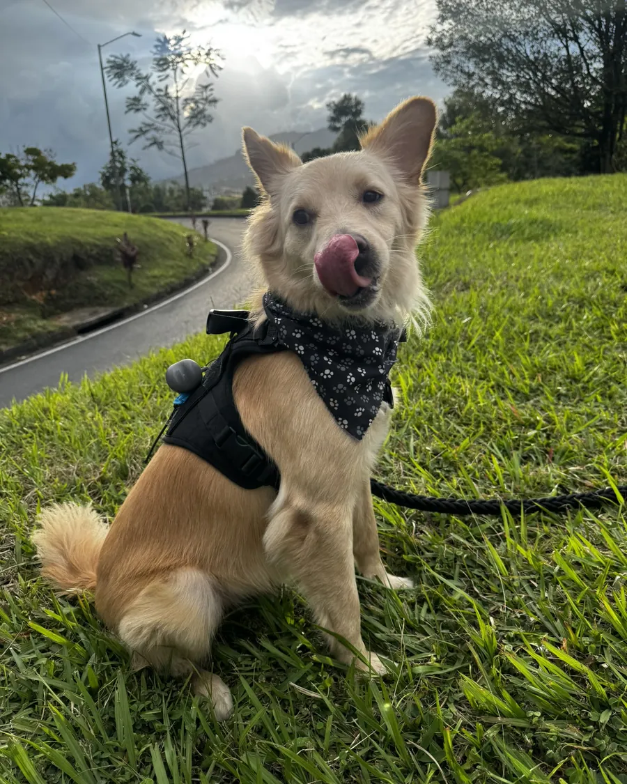 Perro dorado sentado en el pasto con pañoleta y PAWHEX en su collar